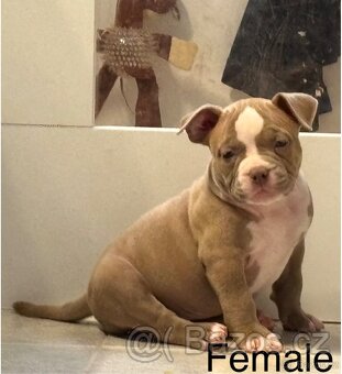 American bully - 2