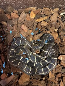 0.1 Boiga Dendrophila Dendrophila axanthic - 2