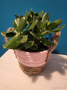 Crassula ovata,  tlustice vejčitá - 2