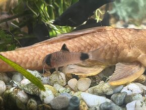 Pancéřníček panda - Corydoras panda - 2