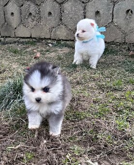 Pomsky /Pomeranian / Husky - 2