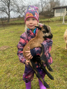 Ovečka a dvě Kamerunské jehničky - 2