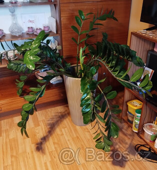 Prodám - Zamioculcas zamiifolia - Kulkas zamiolistý. - 2