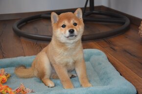 Shiba inu - fenka s průkazem původu - 2