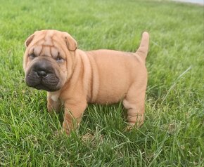 Shar-pei, Šarpej -  štěňátka s PP - 2