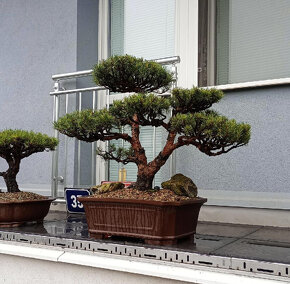 Bonsai borovice lesní  (Pinus sylvestris compressa) - 2