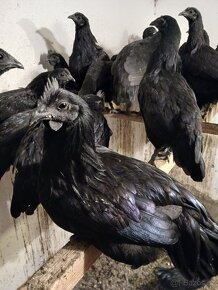 Ayam cemani - 2