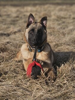 Belgický ovčák malinois fenka s PP - 2