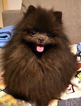 Pomeranian - 2