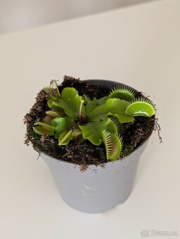 Dionaea muscipula Mucholapka podivná - 2