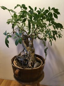 Bonsai pokojova - 2