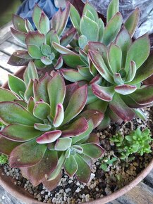 Echeveria pulvinata ruby - 2