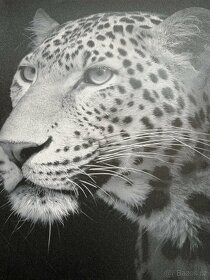 Obraz gepard 50x50cm - 2