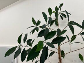 Rostlina Fíkus drobnolistý Ficus benjamina 90 cm - 2