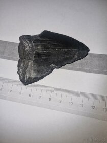 Zub megalodon (Otodus megalodon), 7cm - 2