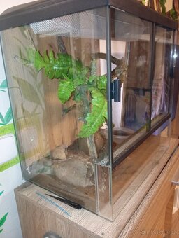 Terarium - 2