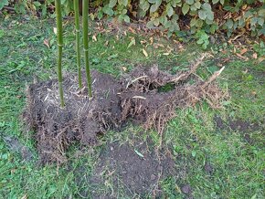 Bambusy Phyllostachys bissetii 3odd., mrazuvzdorné, Praha 9 - 2