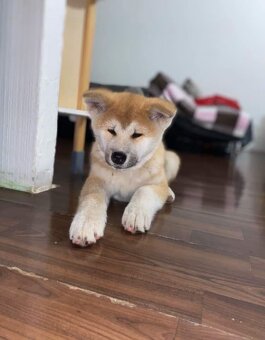 akita inu - 2