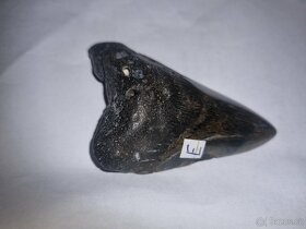 Zub prehistorického megalodonu, 9cm - 2