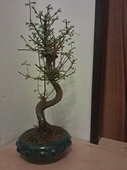 Bonsai Metasekvoj - 2