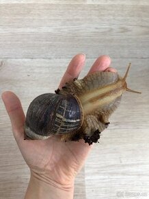 Achatina s teráriem a dalším příslušenstvím - 2