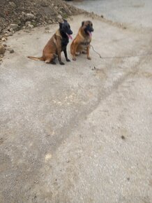 Belgický ovčák malinois - 2