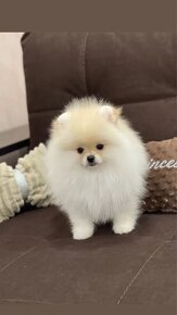 Pomeranian mini - 2