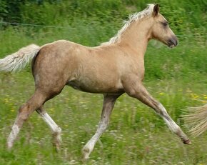 Prodám klisnu welsh pony, sekce B. - 2