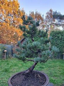 Bonsai Borovice Drobnokvètà - 2