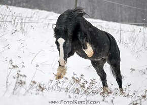 Připouštění Welsh cob - D - 2