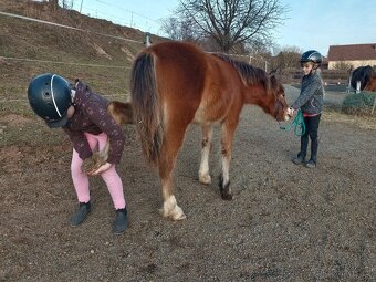 Hřebeček welsh pony of cob - 2