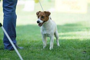 Jack russell teriér k dispozici na krytí - 2