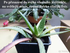 Aloe Vera - pravá, Vrchlabí a Trutnov. - 2