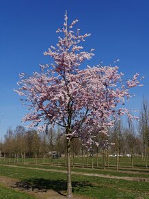 Prunus acollade - višeň chloupkatá - 2