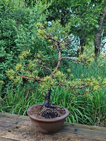 Bonsai, bonsaj - borovice - 2