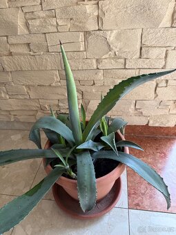 Agave - 2