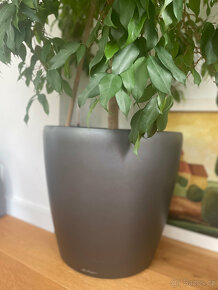 Ficus benjamin - 2