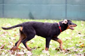 Štěňata francouzského ovčáka Beaucerona z PP - 2