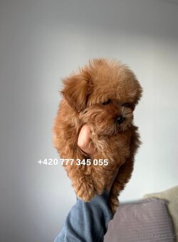 Maltipoo Dark Caramel male - 2