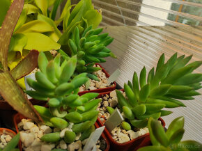 Kaktusy a sukulenty na prodej - 2