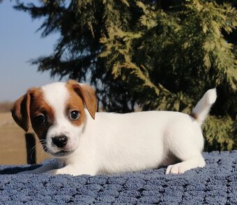 Jack Russel Terier - 2