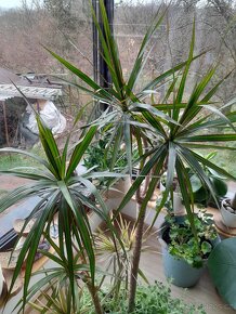 Dracena palma 3x - 2