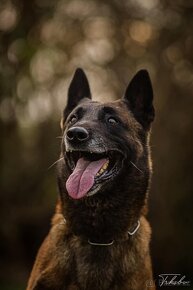 Belgický ovčák malinois - 2