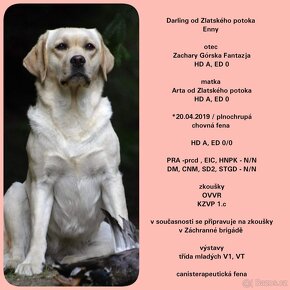 Labradorský retríver s PP / Labrador - 2