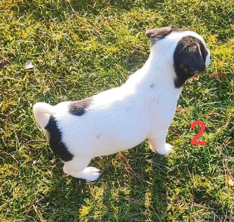 Jack Russel terier, roztomilá štěňátka - 2