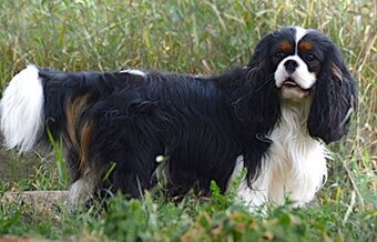 Cavalier King Charles spaniel (kavalír) s PP - 2