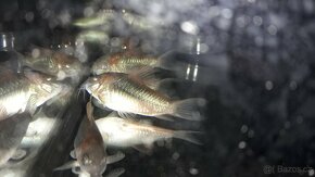 Pancéřníček Venezuelský -  Corydoras Venezuelanus - 2