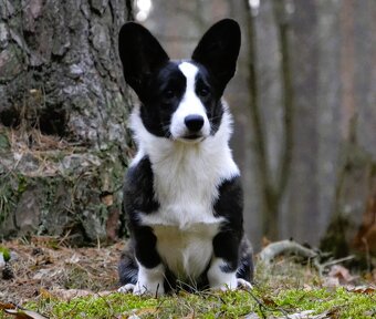 Welsh Corgi Cardigan FCI- krásná dívka - 2