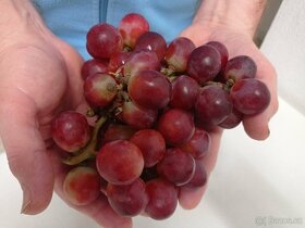 Bezsemenné odrůdy vína - 2