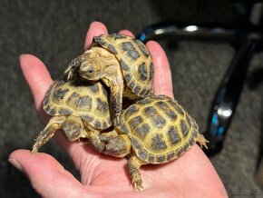 želva stepní želva čtyřprstá Testudo horsfieldii - 2